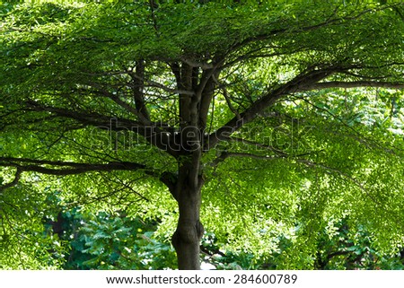 Towering Branches Shape of lofty big tree.Worm eye view shot.Lofty branches and green leaf with back lighting.