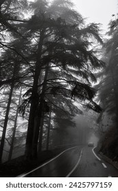 Towering cedar trees looming over a foggy mountain road with a lone car in the distance in Chréa National Park, Algeria.
