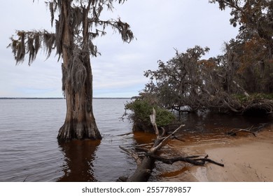 A towering cypress tree draped in Spanish moss rises from the riverbank, surrounded by tangled branches and calm waters, with a sandy shoreline under an overcast sky. - Powered by Shutterstock