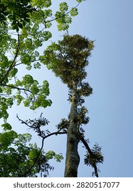Towering durian tree viewed from below against clear blue sky, emphasizing height, foliage and natural canopy perspective.
