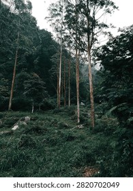 Towering eucalyptus
trees with smooth, peeling bark stand
prominently in the foreground, reaching toward
a soft, overcast sky. The ground is covered in
vibrant green grass, moss, and scattered rocks,
creating a rich, textured forest floor. Thick
foliage and ferns frame the right side, while a
misty, tree-covered hillside rises in the
background, adding depth and a sense of
wilderness.