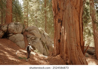 A towering giant sequoia stands prominently on the right, while a small hiker on the left highlights the tree's immense scale.  - Powered by Shutterstock