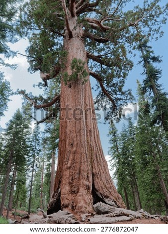 Towering giant sequoia tree reaching into the sky surrounded by a coniferous forest, Mariposa Grove in Yosemite National Park, California