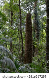A towering moss-covered tree trunk stands amidst the lush green foliage of a dense tropical jungle under dappled sunlight.