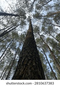 Towering pine canopy filtering the warm sunlight