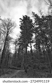 Towering Pine Canopy Under Cloudy Sky, Dramatic Vertical Perspective With Textured Trunks And Lofty Branches