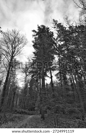 Towering Pine Canopy Under Cloudy Sky, Dramatic Vertical Perspective With Textured Trunks And Lofty Branches