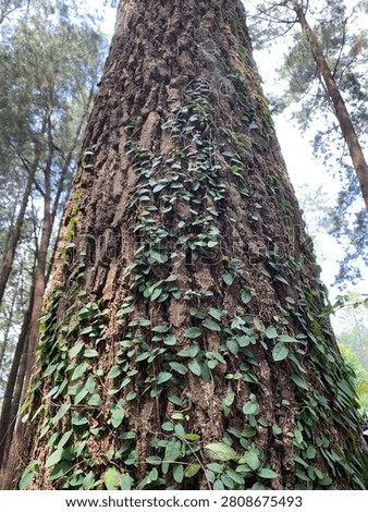 A towering pine tree rises majestically toward the sky, its textured trunk covered with climbing vines that add to its natural charm