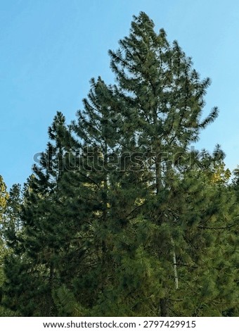 A towering pine tree rises tall and steadfast, its trunk firm and its crown reaching proudly toward the sky.