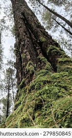 A towering pine tree trunk blanketed in vibrant green moss, captured from a dramatic low-angle perspective in a serene forest setting. This engaging nature scene highlights rich textures, biodiversity, and the timeless beauty of woodland ecosystems.