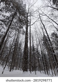 Towering pine trees stretch into an overcast winter sky above a snow-covered forest. Peaceful woodland scene highlighting the scale and beauty of nature during the Canadian winter season.