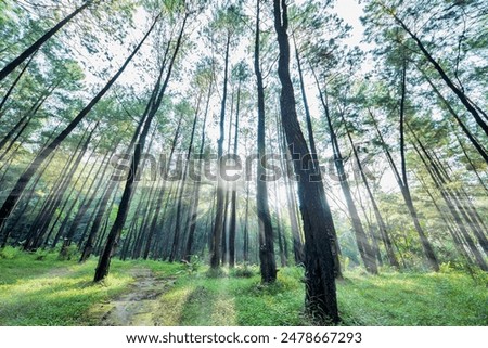 towering pine trees with white clouds