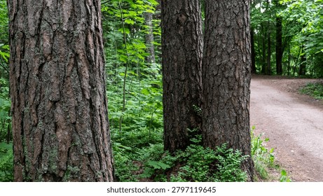 Towering Pine Trunks Frame A Quiet Woodland Trail Through Green Vegetation