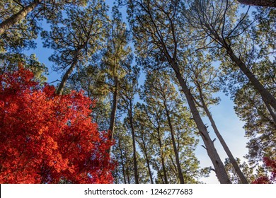 Towering Pines In East Texas