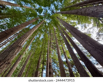 Towering redwood trees viewed from the bottom ini the grove - Powered by Shutterstock