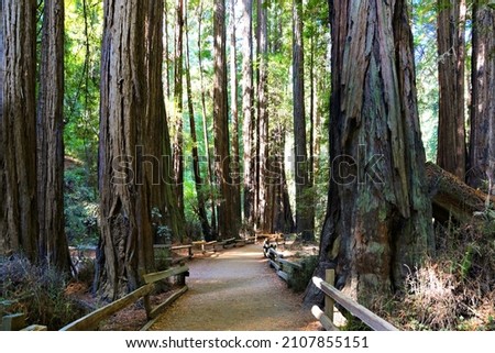 Towering redwood trees with walking trail, Muir Woods National Monument, California, USA