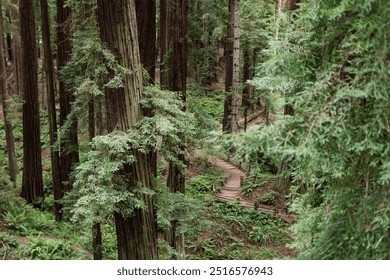 Towering redwoods in a lush forest with a winding, shaded path below - Powered by Shutterstock