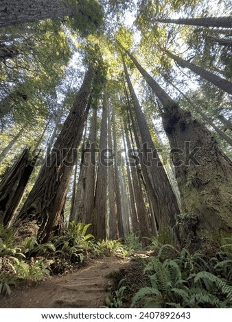 Towering redwoods reaching towards the sky, their grandeur accentuating the splendor of an ancient, undisturbed forest.
