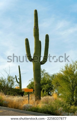 Towering saguaro cactus in the hills of the sonora desert in arizona southwestern united states with native grasses in sun. Late afternoon with mail box nearby on road in the neighborhood suburbs.