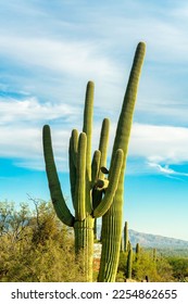 Towering saguaro cactuses with shrubs and bushes in late afternoon sun with visible clouds and blue sky. Several branches of tree with spikes and green exterior in arizona natural area. - Shutterstock ID 2254862655