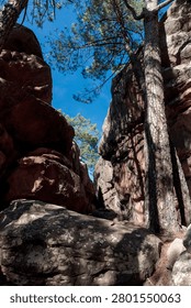 Towering sandstone formations and pine trees reaching towards a clear blue sky
