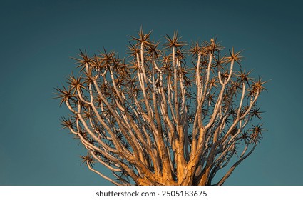 Towering succulent tree with twisting branches and spiky leaves, against a deep azure sky, evokes a serene, arid landscape ambiance. - Powered by Shutterstock