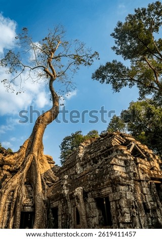 A towering tree with a twisting trunk grows over ancient stone ruins, surrounded by lush greenery and a bright blue sky.