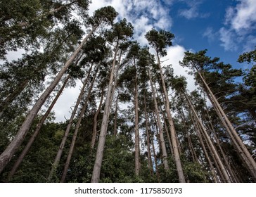 The Towering Trees