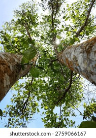 Towering trees frame a sunlit canopy. Green leaves shimmer with dappled daylight. Trunk bark shows rough, natural texture. Sky peeks through dense, leafy branches. Ideal for nature, forest