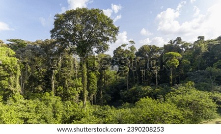 Towering trees in French Guiana’s rainforest.