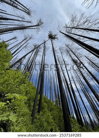 Towering Trees in the Oregon forest