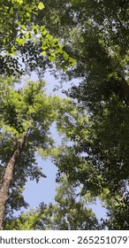 Towering Trees Reaching into the Clouds