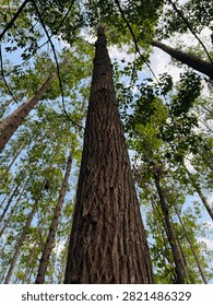 Towering vertical trunk of a eucalyptus tree in an industrial plantation forest of Sumatra, Indonesia.