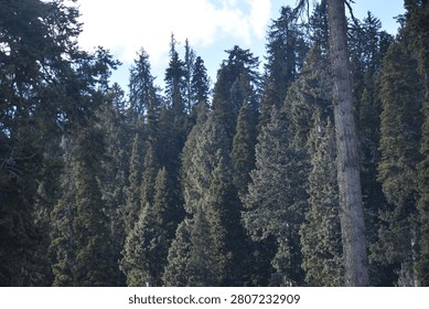 A towering, weathered tree trunk stands prominently along the right edge of the frame, its textured bark and bare upper sections rising vertically to span the entire height of the view. This prominent foreground structure anchors the composition, leading the eye upward into the open sky while partially framing the expansive woodland scenery that unfolds across the rest of the landscape.

Directly behind this single prominent tree, a vast and dense forest of mature evergreen conifers blankets the rolling terrain below. The thick canopy is composed of countless individual pine, spruce, and fir trees, each displaying deep shades of forest green, olive, and subtle emerald hues. The sharp, pointed tops of these resilient alpine trees crowd together to form a rich, heavily layered carpet of vegetation that climbs steadily up the slope. Several slender, exceptionally tall tree spires break through the main canopy line near the center, their narrow silhouettes cutting jagged, distinct shapes against the open background. The complex arrangement of branches and dense needles creates a highly detailed, intricate texture that covers the entire lower half of the scene, illustrating the untouched density of a thriving mountain woodland.

Above the deep green forest line, a bright and expansive blue sky dominates the upper portion of the atmosphere. The clear, solid blue background is beautifully broken up by a large, brilliant white mountain cloud formation drifting lazily from the left side of the frame. This soft, fluffy cloud accumulation features bright, sunlit outer edges and deeper, shadowed grey folds within its billowing shape, indicating a dynamic and changing high-altitude weather pattern. The crisp contrast between the vibrant azure sky, the bright white cloud elements, and the dark, unchanging green of the coniferous treetops below accentuates the immense scale and vertical depth of the natural environment.