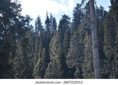 A towering, weathered tree trunk stands prominently along the right edge of the frame, its textured bark and bare upper sections rising vertically to span the entire height of the view. This prominent foreground structure anchors the composition, leading the eye upward into the open sky while partially framing the expansive woodland scenery that unfolds across the rest of the landscape.

Directly behind this single prominent tree, a vast and dense forest of mature evergreen conifers blankets the rolling terrain below. The thick canopy is composed of countless individual pine, spruce, and fir trees, each displaying deep shades of forest green, olive, and subtle emerald hues. The sharp, pointed tops of these resilient alpine trees crowd together to form a rich, heavily layered carpet of vegetation that climbs steadily up the slope. Several slender, exceptionally tall tree spires break through the main canopy line near the center, their narrow silhouettes cutting jagged, distinct shapes against the open background. The complex arrangement of branches and dense needles creates a highly detailed, intricate texture that covers the entire lower half of the scene, illustrating the untouched density of a thriving mountain woodland.

Above the deep green forest line, a bright and expansive blue sky dominates the upper portion of the atmosphere. The clear, solid blue background is beautifully broken up by a large, brilliant white mountain cloud formation drifting lazily from the left side of the frame. This soft, fluffy cloud accumulation features bright, sunlit outer edges and deeper, shadowed grey folds within its billowing shape, indicating a dynamic and changing high-altitude weather pattern. The crisp contrast between the vibrant azure sky, the bright white cloud elements, and the dark, unchanging green of the coniferous treetops below accentuates the immense scale and vertical depth of the natural environment.
