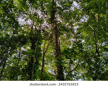 A towering wood in the depths of a dense forest in Sumatra - Powered by Shutterstock