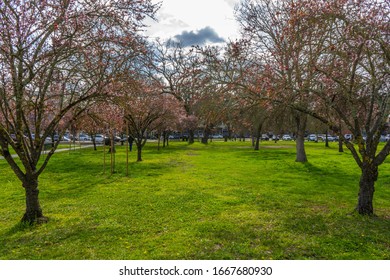 The Town Green In Windsor California