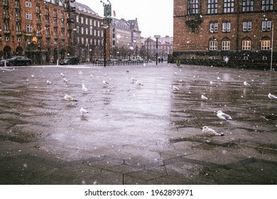 town hall square of copenhagen in winter with seagulls