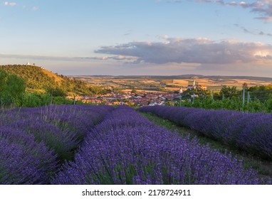 The town of Mikulov, view of the town of Mikulov over lavender fields and vineyards. On the left is the Holy Hill and on the right is a tower with a castle.