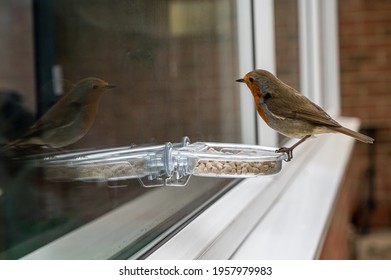 Town wildlife as a robin eats from a window suet feeder - Shutterstock ID 1957979983