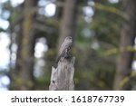 Townsend Solitaire sitting on a dead tree stump