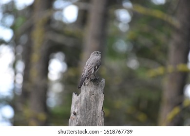 Townsend Solitaire sitting on a dead tree stump