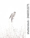 Townsend Solitaire songbird balancing on a weed stick on the Alberta prairies during spring migration.