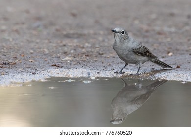 Townsend's Solitaire bird on ground by mud puddle with reflection