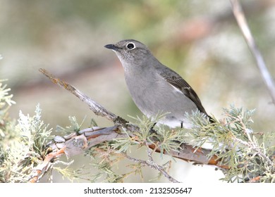 Townsend's Solitaire sitting on a juniper tree branch in the Game Creek Trail area of the Bridger-Teton National Forest near Jackson, Wyoming.