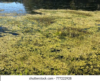 Toxic Algae Bloom In The Waters Of The Florida Swamps