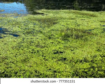 Toxic Algae Bloom In The Waters Of The Florida Swamps