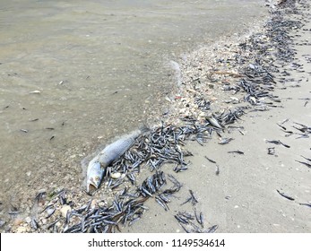 2,919 Florida algae Images, Stock Photos & Vectors | Shutterstock