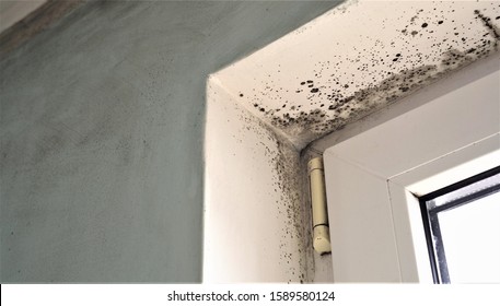 Toxic Black Mold Growth. Damp Water-damaged Building