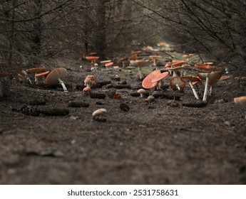 Toxic fly agaric fungi (Amanita muscaria)
 red mushrooms, white spots, pine needles, green moss, forest floor, nature photography, Patvarc, Hungary. - Powered by Shutterstock